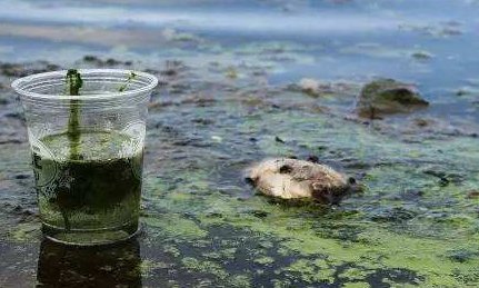 小学一年级(水)组词
