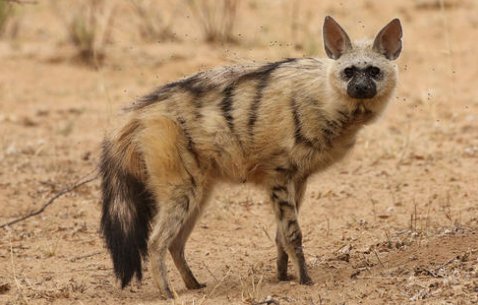 非洲野狗与鬣狗的区别是什么？