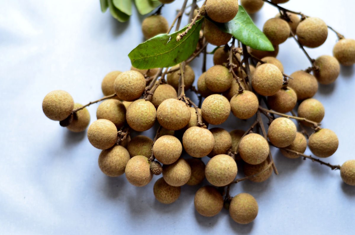 龙眼和桂圆的区别是什么