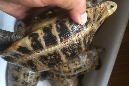 巴西龟智商高吗