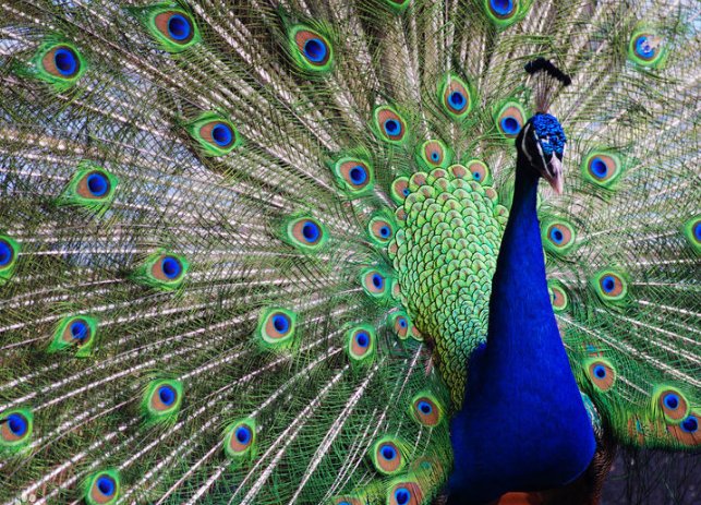 会开屏的孔雀是公的还是母的？