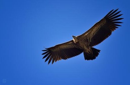 雏鹰展翅是什么意思？