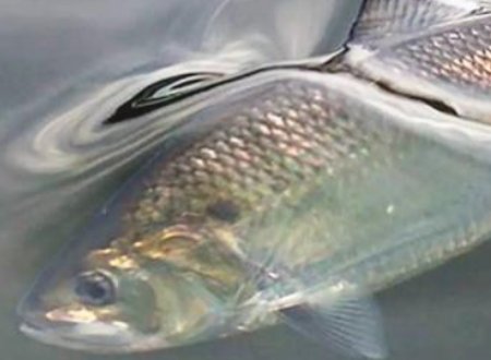 海鲥鱼和长江鲥鱼区别是什么？