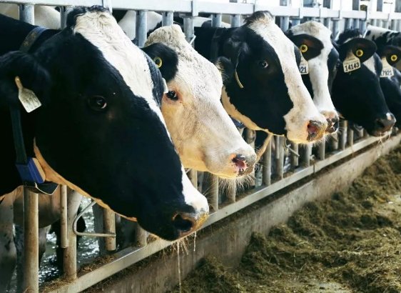 荷斯坦奶牛有什么优势吗?适合我们饲养吗?