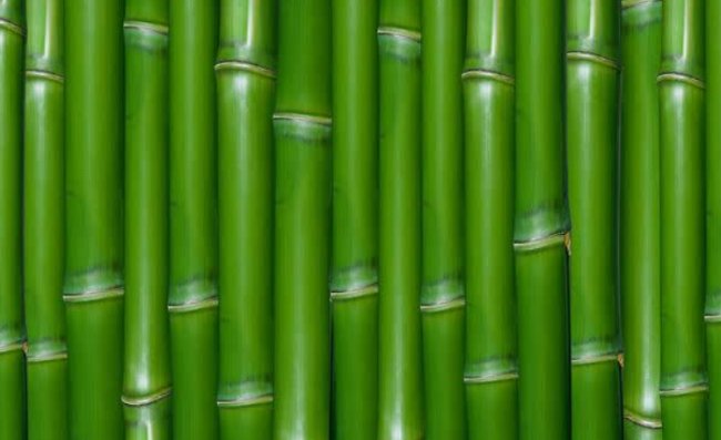 咬定青山不放松立根原在破岩中写的植物是什么？