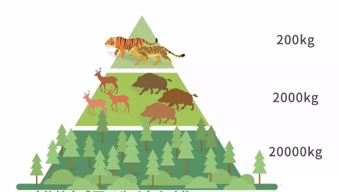 为什么人会死亡?