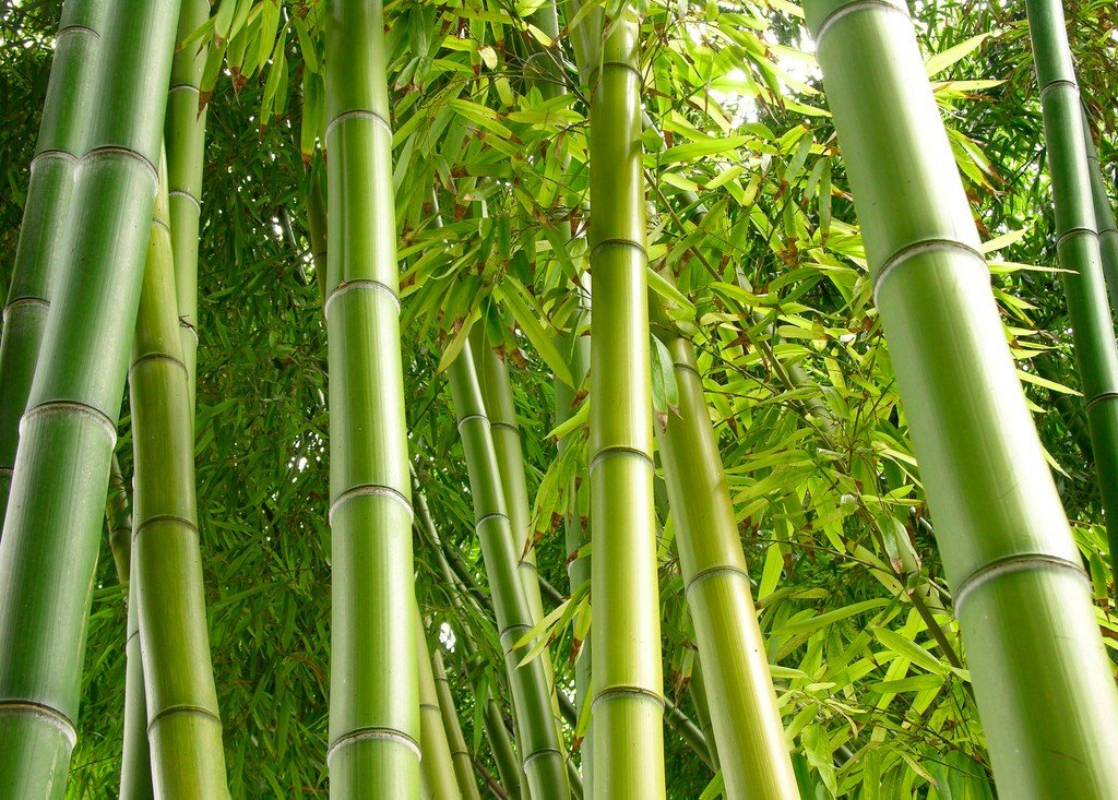 竹子的拼音是什么？