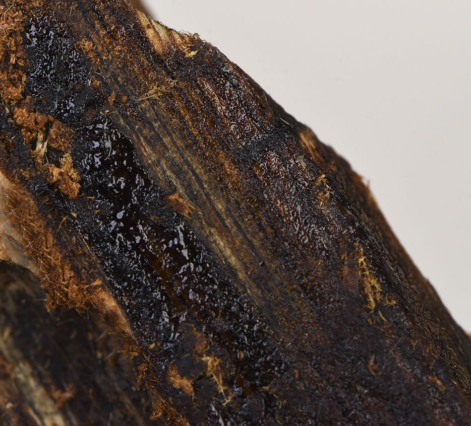 什么是奇楠沉香？