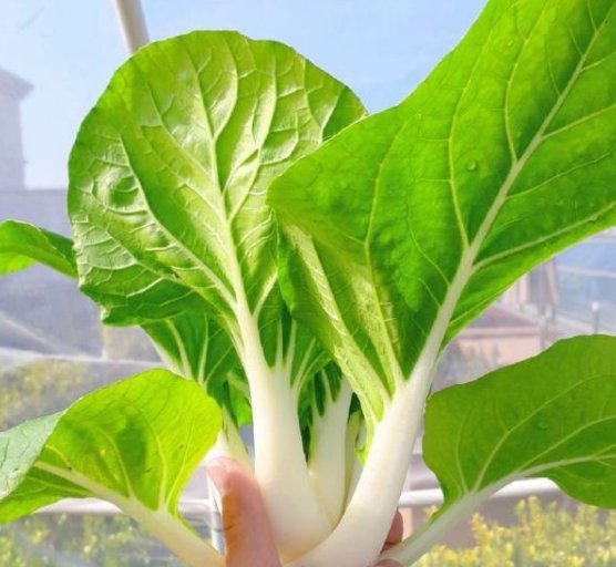 王祖蓝称五一只想在家种菜，他是否有当菜农的潜力？