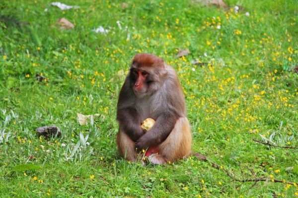 属猴的年份猴年是哪几年