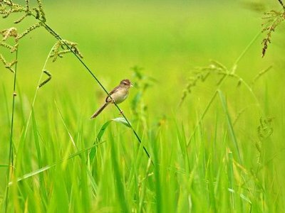 草长莺飞二月天的全诗是什么?