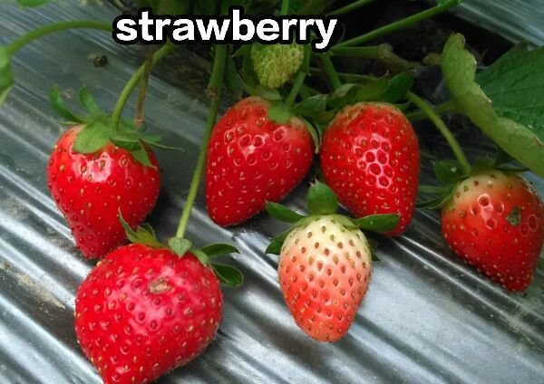 草莓的英文单词怎么写