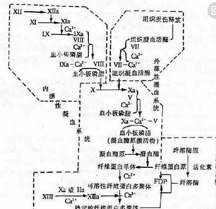 凝血因子有哪些？