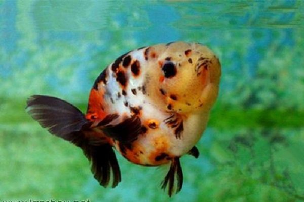 兰寿有哪些品种？