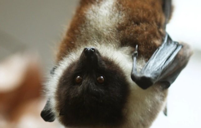 蝙还能组什么词语