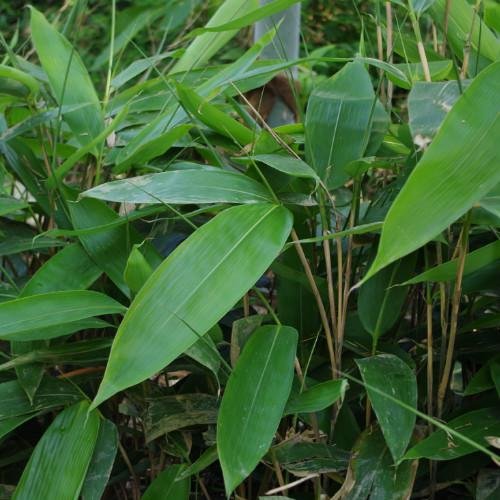 竹子有多少种类?