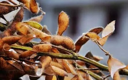 煮豆燃豆萁的意思