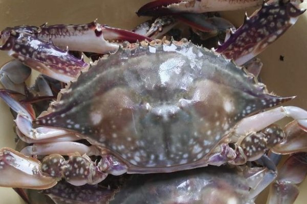 螃蟹要蒸多久才能蒸熟？