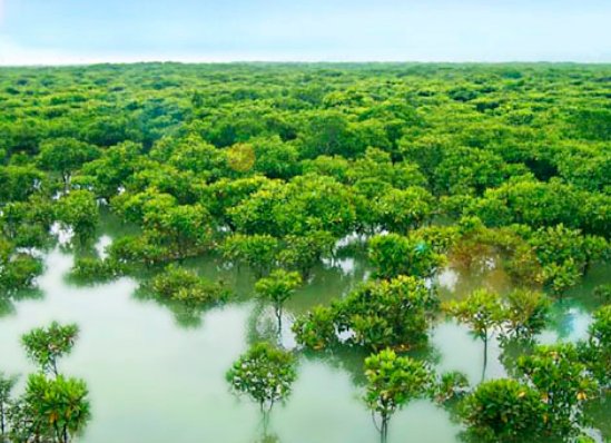 红树植物对高盐的潮间带环境具有特殊的什么？