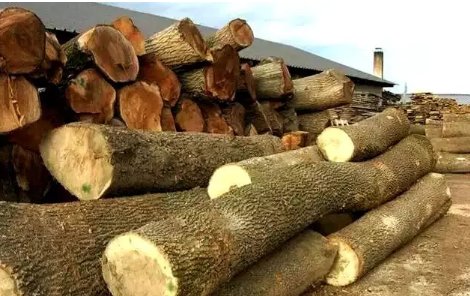 白蜡木是什么木