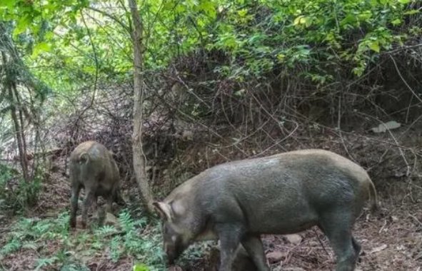 野猪还是保护动物吗?