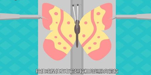 怎样制作蝴蝶标本