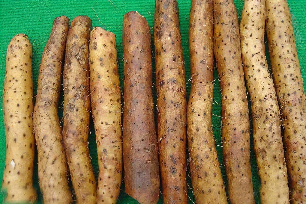 淮山的功效与作用