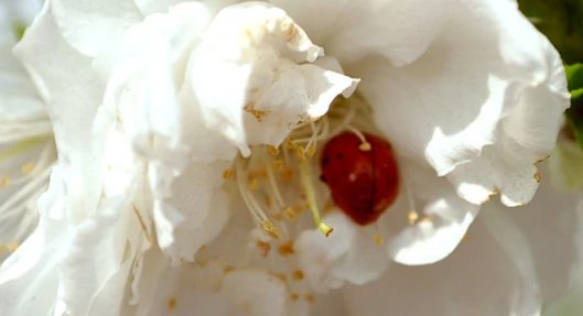 颜色名称有哪些？