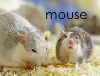 mouse的复数是什么？