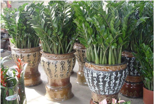 摇钱树是什么意思