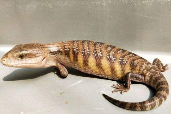 蓝舌石龙子饲养方法