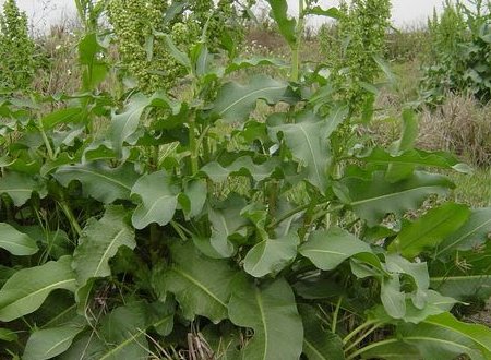 土大黄和大黄有什么区别？