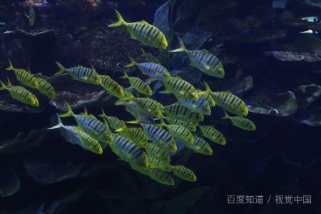 大连海洋大学是一本还是二本呢？