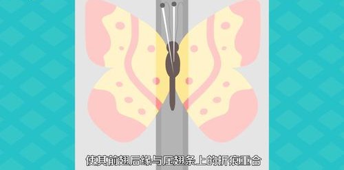 怎样制作蝴蝶标本