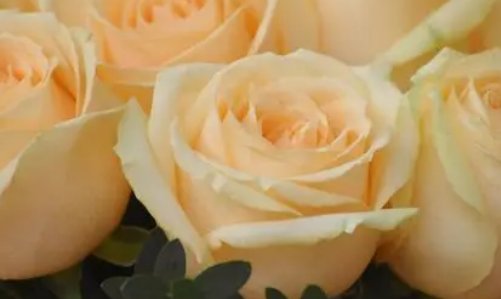 关于玫瑰的名字有哪些？