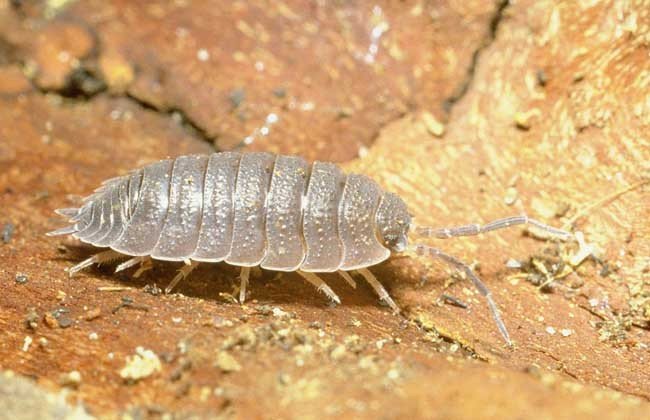 如何杀墙上的潮湿虫？