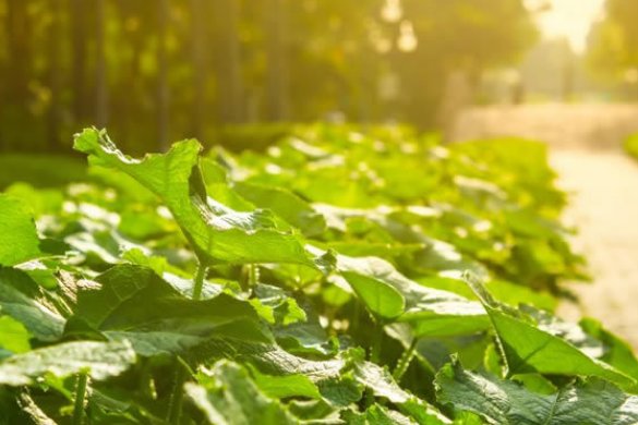 什么叫光合作用