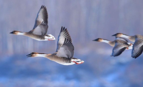 惊鸿是什么意思？
