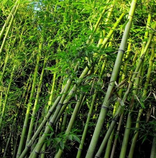 竹子有多少种类?