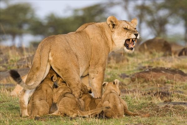 老虎和狮子谁厉害？