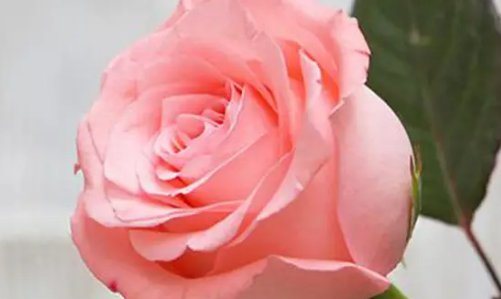 关于玫瑰的名字有哪些？