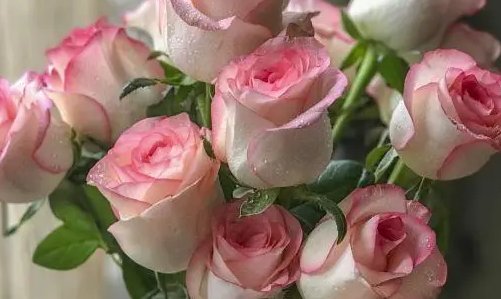 关于玫瑰的名字有哪些？