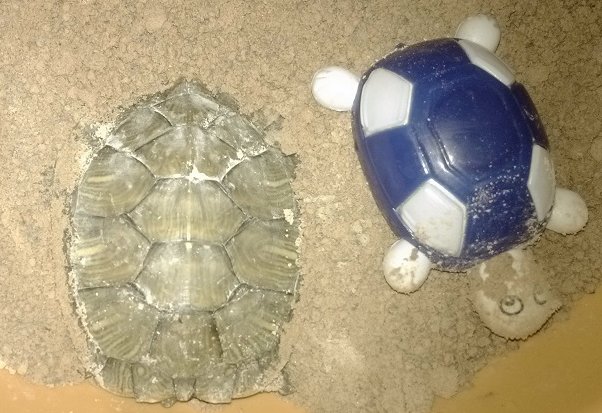 乌龟从几月份开始进入冬眠？