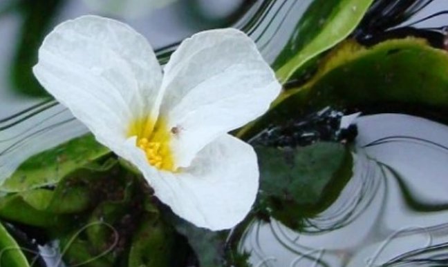 水性杨花是什么植物？