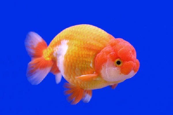 兰寿有哪些品种？