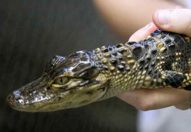 宠物鳄鱼怎么养