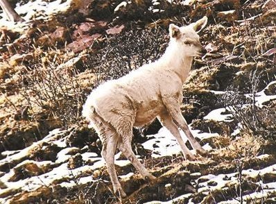 我国首现白色马鹿是真的吗？