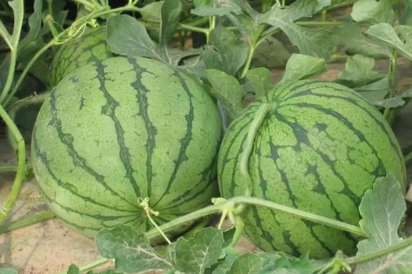 盐城特产有哪些土特产?