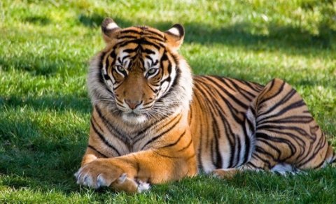 老虎和狮子谁厉害？