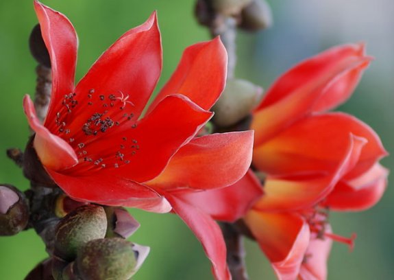 木棉花的花语是什么